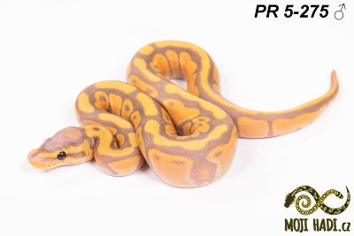 hadi na prodej, mládě, český chov hadů, odchov hadů, mojihadi.cz, Python regius, ballpython, krajta královská, Banana Motley het. Clown